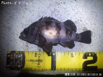 メバル