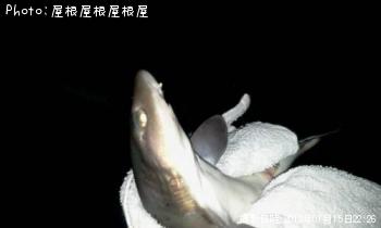 また　サメ