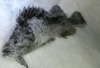 クロソイ