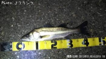 シーバス