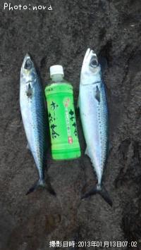 サバ