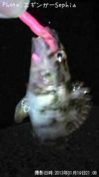 タケノコメバル