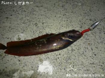 どんこ♪