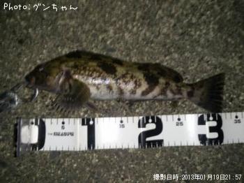 アイナメ