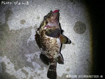 ベッコウソイ