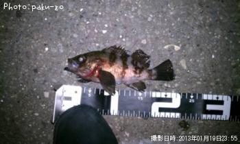 メバル