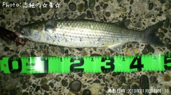 ボラ