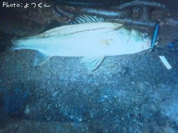 シーバス