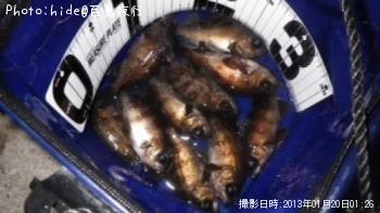 メバル