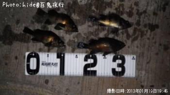メバル