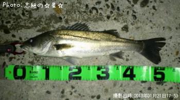シーバス