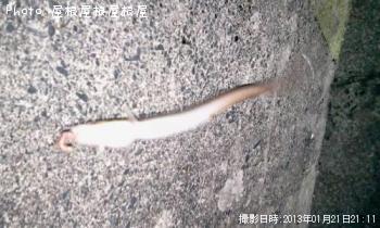 穴子