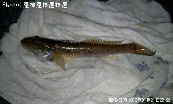ϥáǥ