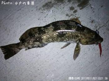 アイナメ
