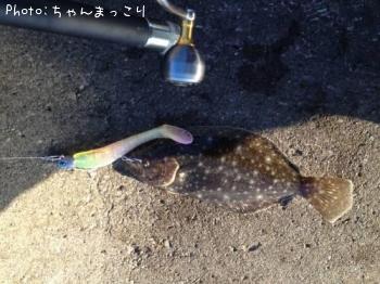 ヒラメ