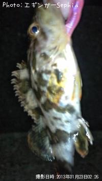 タケノコメバル