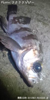 メバル