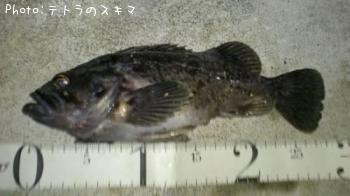 クロソイ