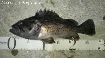 クロソイ