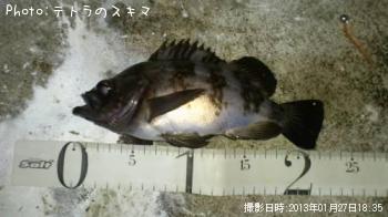 メバル