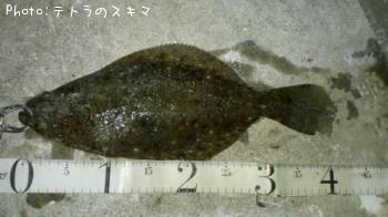 ヒラメ
