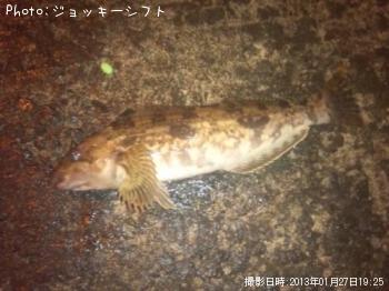 アイナメ