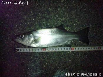 シーバス