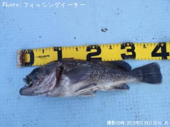 クロソイ
