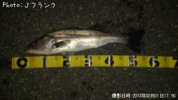 シーバス