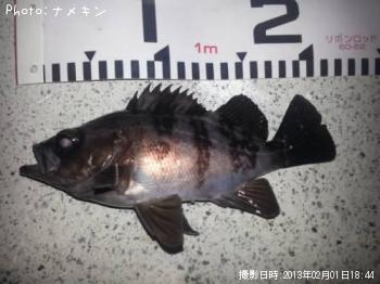 めばる