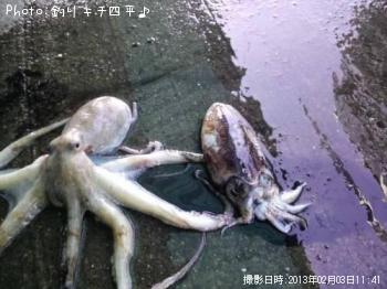 タコイカ