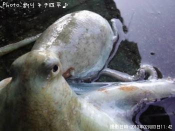 タコイカ