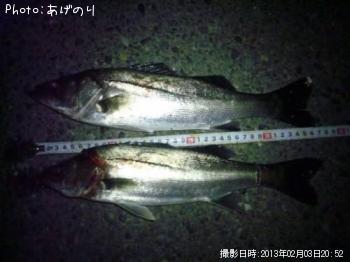 シーバス