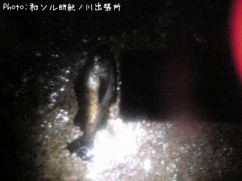 メバル