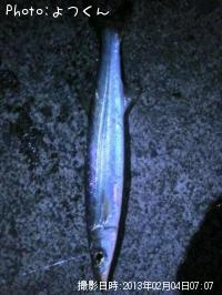 カマス