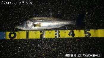 シーバス