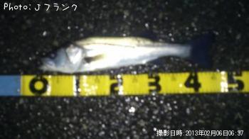 シーバス