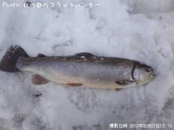 ロックトラウト