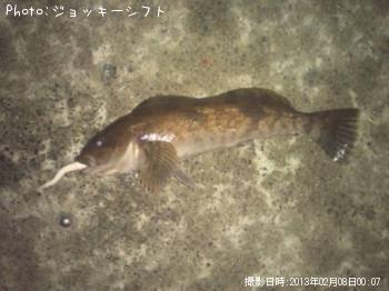 アイナメ