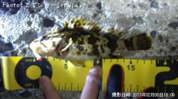 タケノコメバル