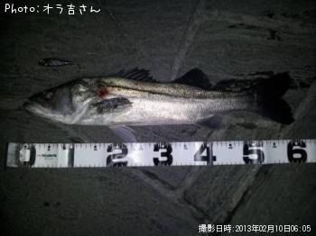 シーバス