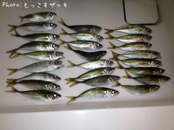 小アジ