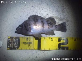 メバル