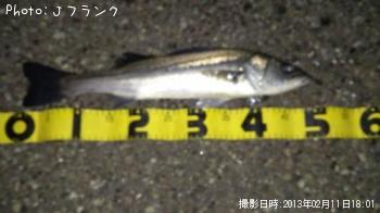 シーバス