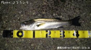 シーバス