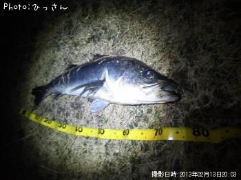 シーバス