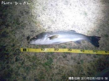 シーバス