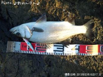 平鱸