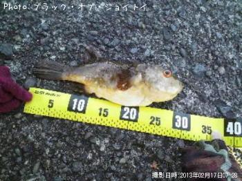 アカメフグ