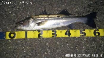 シーバス